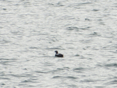 Thumbnail of Black Guillemot